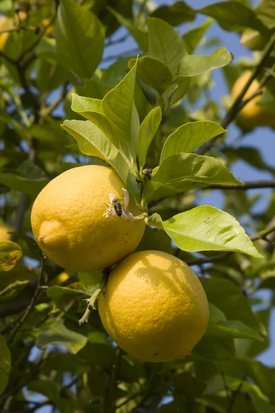 Sitruunat — kuvapankkivalokuva