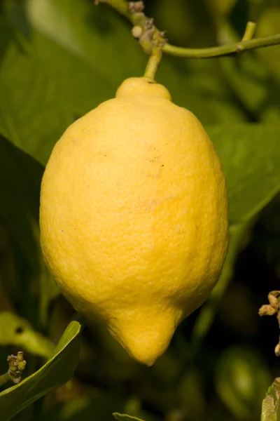 Citrony — Stock fotografie