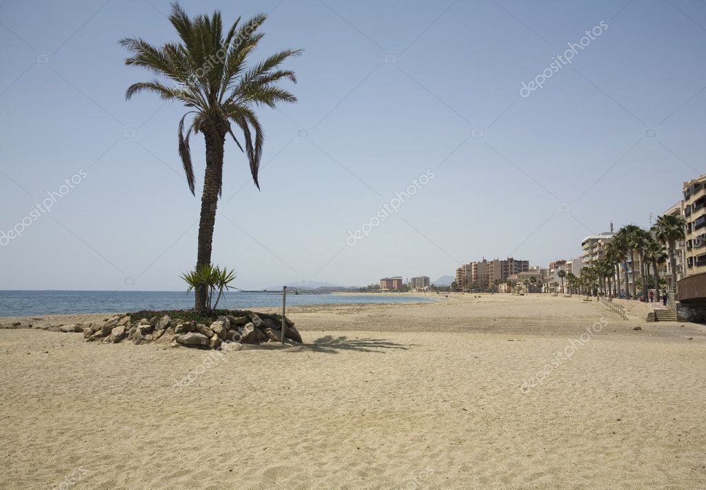 palm tree beach |图库照片08martin garnham#3103939