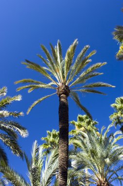 Tropik palmiye ağaçları