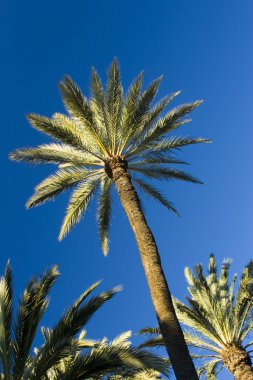 Tropik palmiye ağaçları