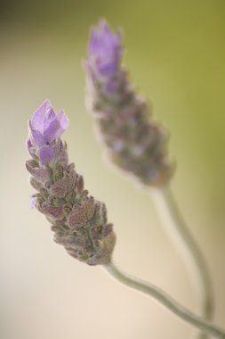 Persicaria macrophylla