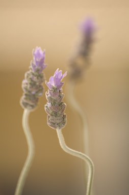 Persicaria macrophylla