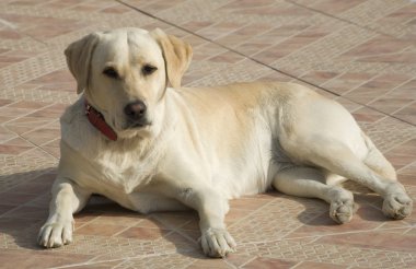 Labrador köpek