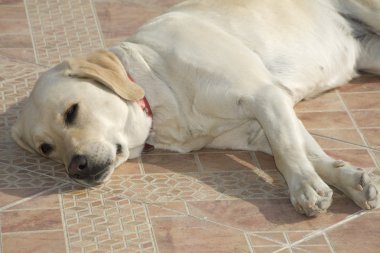 Labrador köpek