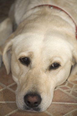 Labrador köpek