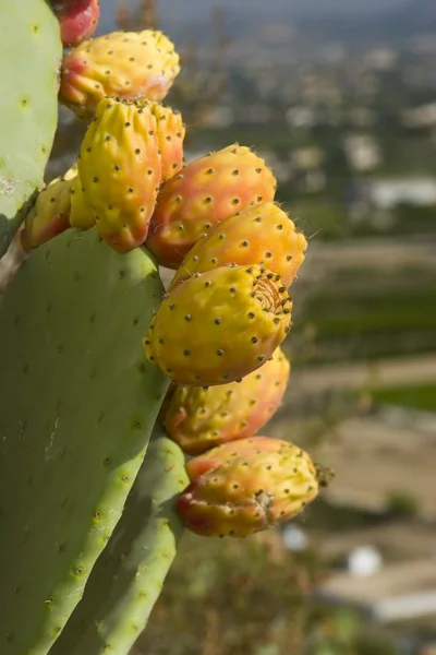 Prickly pear Cactus — Stock Photo, Image