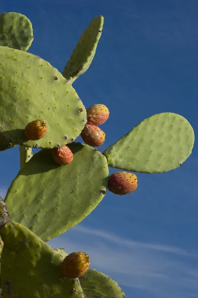 Prickly pear Cactus — Stock Photo, Image