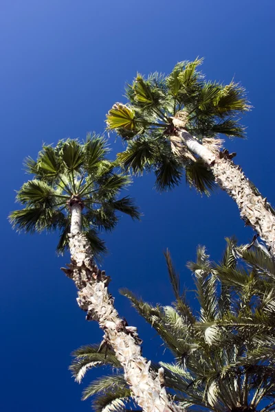 Tropiska palmer — Stockfoto