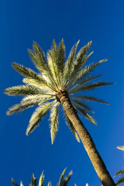Tropical Palm trees — Stock Photo, Image