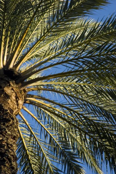 Пальмовый фильф — стоковое фото