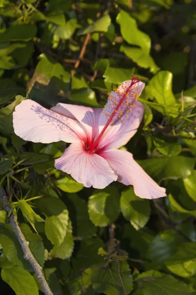 Hibiscus — Stok Foto