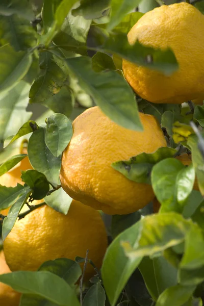 Апельсиновое дерево — стоковое фото