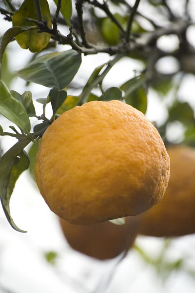 Pomerančovníku — Stock fotografie