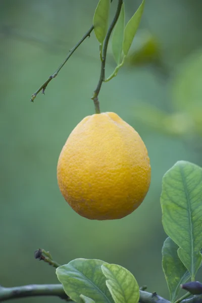 Appelsiinipuu — kuvapankkivalokuva