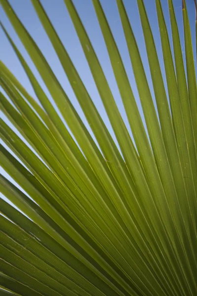 Feuilles de palmier — Photo