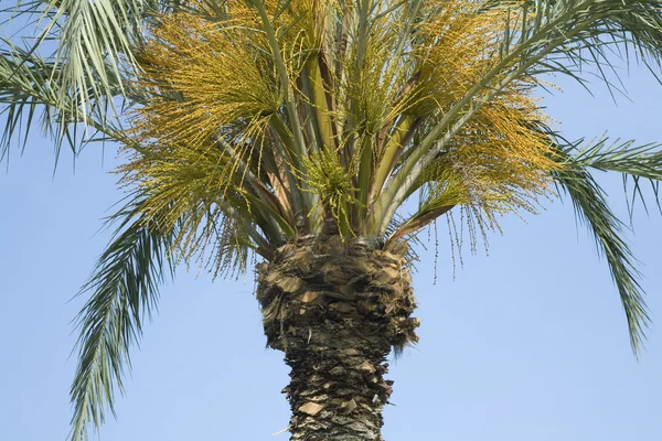Palm leafs — Stock Photo, Image