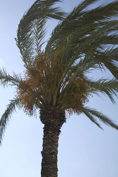 Palm blad — Stockfoto