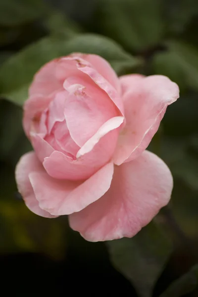 Rosa Rose — Stockfoto