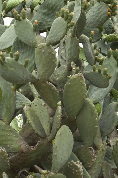 Cactus prickly pear — Stockfoto