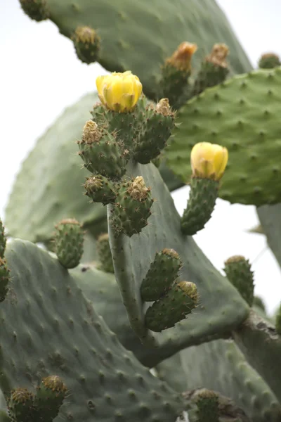 Cactus prickly pear — Stock Photo, Image
