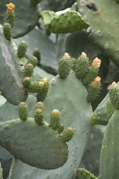 Cactus prickly pear — Stockfoto