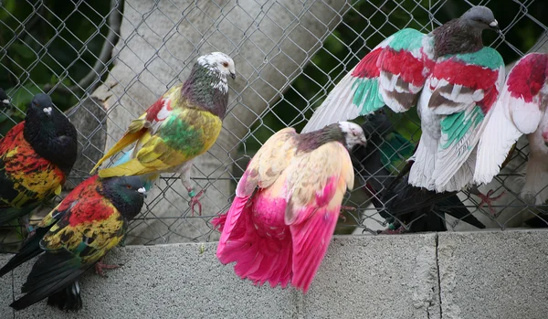 Painted racing pigeons — Stock Photo, Image