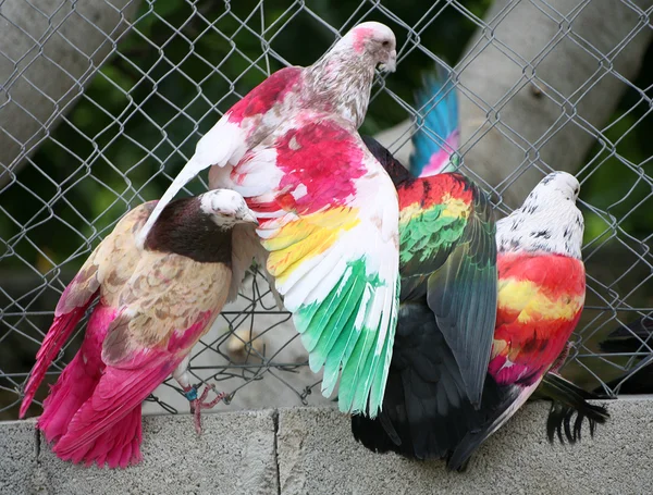 Malovaný holubi — Stock fotografie