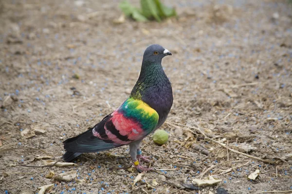 그린된 경주 비둘기 — 스톡 사진