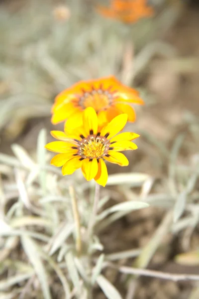 Жовт квітЄ дворічної — стокове фото