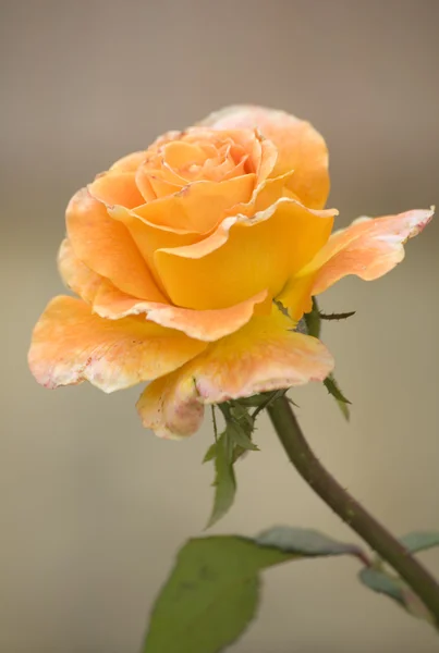 Orange Rose — Stock Photo, Image