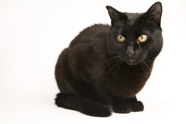 Gato negro — Foto de Stock