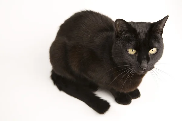 검은 고양이 — 스톡 사진