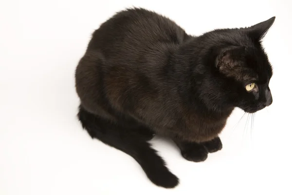Μαύρη γάτα — Φωτογραφία Αρχείου