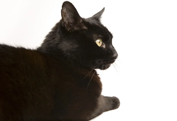 Black Cat — Stock Photo, Image