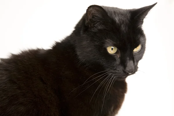 Black Cat — Stock Photo, Image