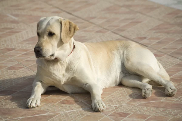 Labrador chien — Photo
