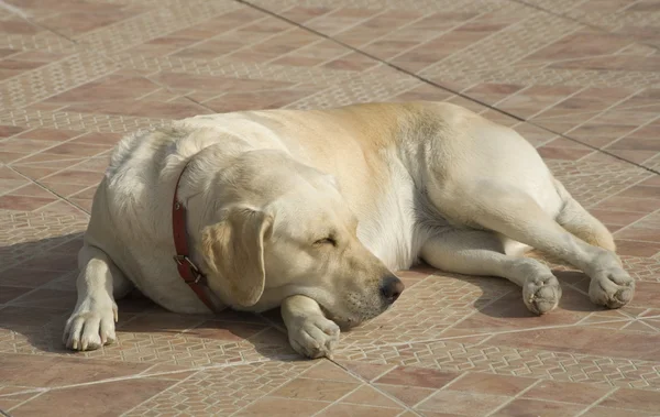 Labrador pes — Stock fotografie