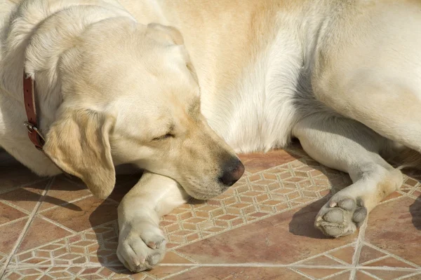 Labrador köpek — Stok fotoğraf