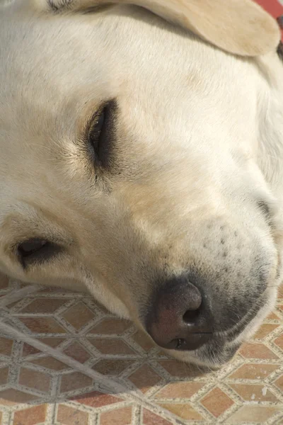 Pies labrador — Zdjęcie stockowe