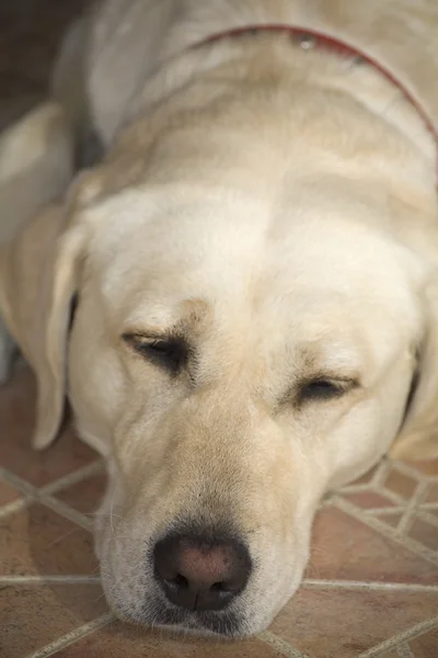 래브라도 강아지 — 스톡 사진
