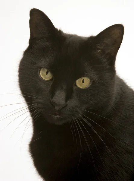 一只黑猫 — 图库照片