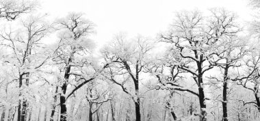 Snowy trees clipart