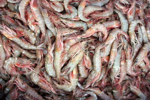 stock image Prawns Background