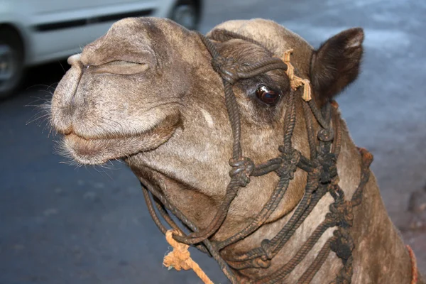 Smiling Camel — Stock Photo, Image