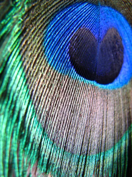 孔雀羽毛的颜色 — 图库照片