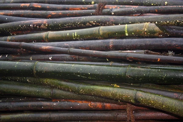 Bambù bagnati — Foto Stock