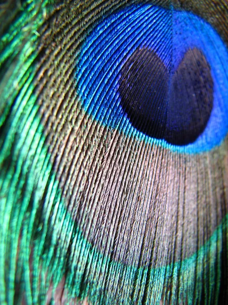 Peacock feather Stock Photos, Royalty Free Peacock feather Images ...