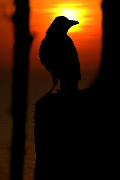 Krähe bei Sonnenuntergang — Stockfoto