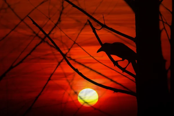 Corbeau au coucher du soleil — Photo